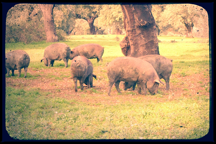 black-iberian-pig-dehesa.jpg